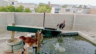 water Powered Pounder Corn mill LIVE