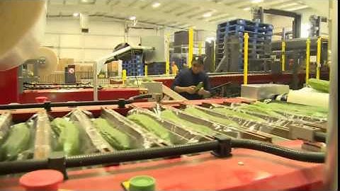 Keeping Workers Safe at Ontario Greenhouses