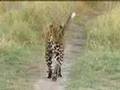 Lions vs leopards - African big cats fight for survival - BBC wildlife