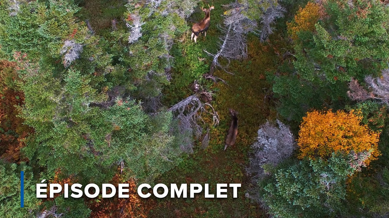 Les anciennes forêts des hauteurs du Cap-Breton | Les mystères de l'est 107