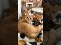 【猫たちとの暮らし】朝から夜までの賑やかすぎる生活