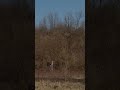Hunting stand.