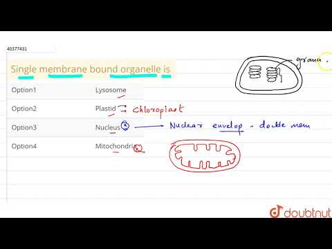 Видео: Ямар органеллууд нэг мембран давхаргаар бүрхэгдсэн байдаг вэ?