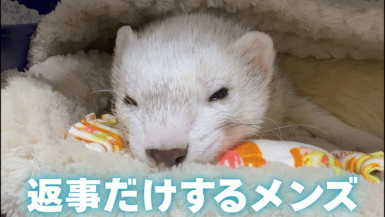 【フェレット】起こしても起きない眠り王子オレオに密着…最後はパパの大目玉！？【ferret#1970】
