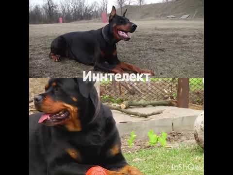 ротвейлер Vs ДОБЕРМАН