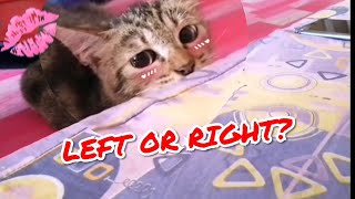 Funny Cat : Look left or right? by Oh Hooman 94 views 3 years ago 38 seconds