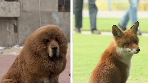 Zoo in China substitutes dog for lion - DayDayNews