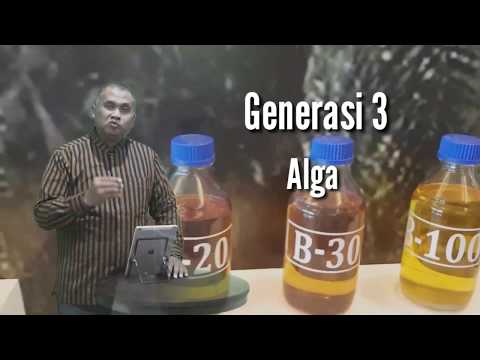 Video: Biofuel Dan Tanaman Energi: Saccharinae Dengan Hasil Tinggi Menjadi Pusat Perhatian Di Era Pasca-genomik