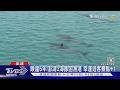 睽違5年!澎湖3海豚困漁港 幸運遊客景點+1｜TVBS新聞網 @tvbsnews24live