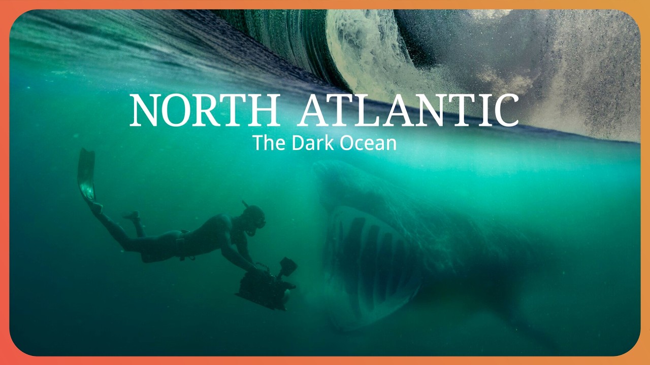 Swimming with the Largest Predators in The Dark Ocean