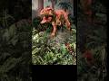 ジュラシック大恐竜展行ってみた🦕‼️#ジュラシック大恐竜展#恐竜 #dinosaur #tyrannosaurusrex #旧名古屋ボストン美術館#2021#過去動画