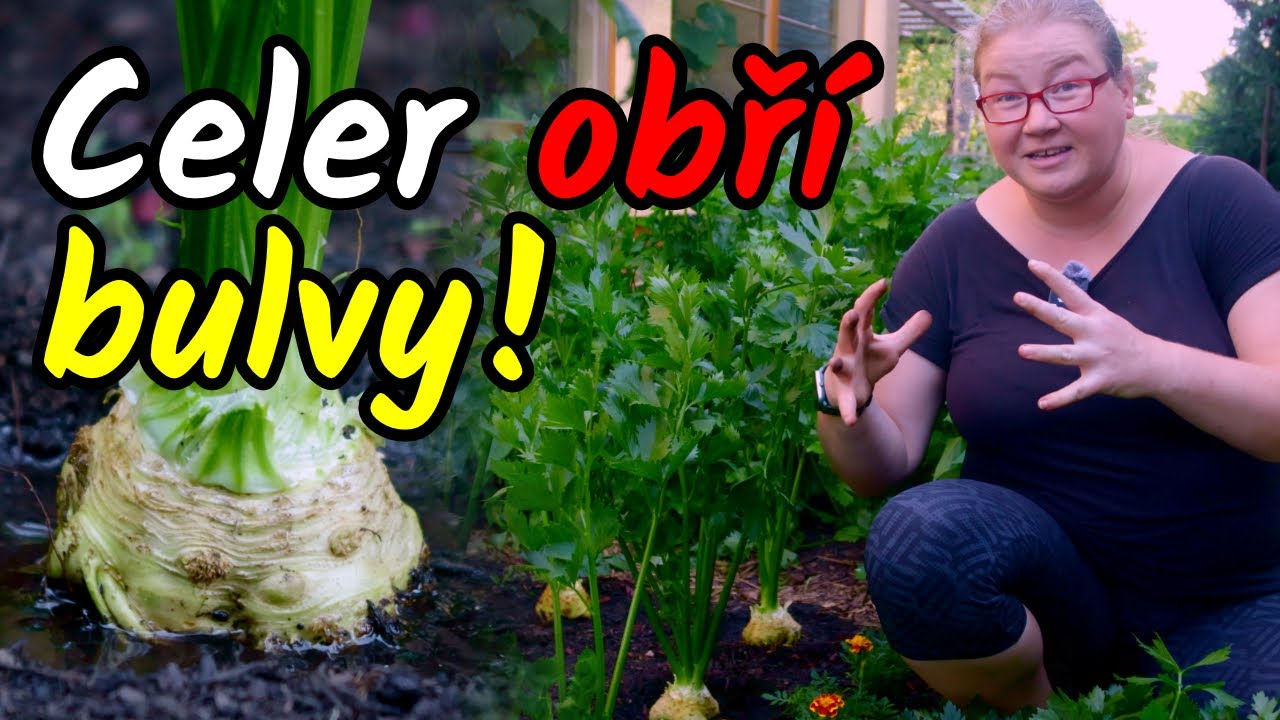 👩‍🌾Co dělat, aby měl CELER velké BULVY? Poslední šance to změnit! Péče o bulvový celer