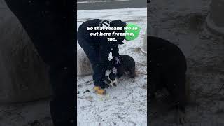 Dog Left Tied Up in the Snow Gets Help
