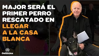 LAS MASCOTAS DE LOS PRESIDENTES DE ESTADOS UNIDOS