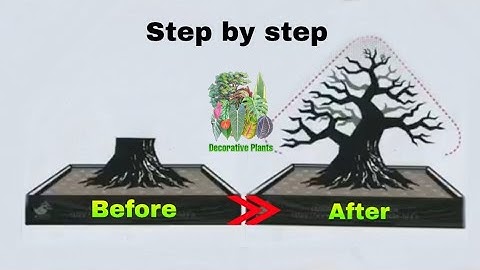 🔴Simulasi atau proses membuat bonsai dengan gaya INFORMAL