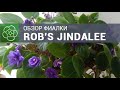 Обзор трейлерной фиалки Rob's Jindalee. Комнатные цветы.