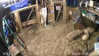 Barn camera video of our livestock guardian puppies at night
