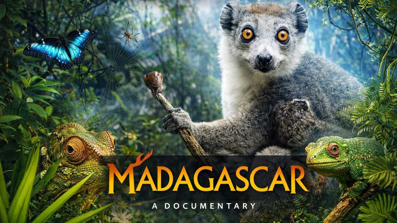 Madagascar FULL DOCUMENTARY | Nature, Animals & Wildlife | Life Out There Documentaries