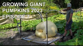 Growing Giant Pumpkins 2023 Episode 7 - Two Pumpkins Stopped Growing