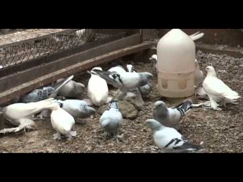 russian tumblers part 2 peredereyev pigeons more babies in july of russian high flyer pigeons for sale