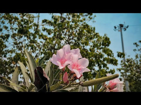 برو کاصد بگوش نی نازنینا ترا دوست دارین شه پیش و قدیما غلام بلوچ Boro Qasid Bogosh Ni Nazanina