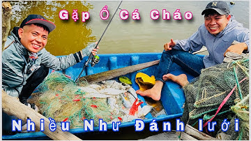 Gặp ổ cá Cháo lớn siêu nhiều , Bình đại Bến Tre ( 2025 )