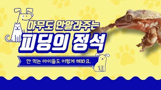 크레스티드 게코 피딩의 정석을 알려드립니다. 슈퍼푸드는 이렇게 먹여주세요.