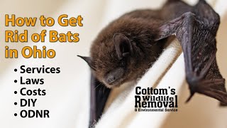 How & When CWR Removes Bats From Attics In Ohio, Costs, DIY, ODNR Laws, Exclusion, Bat Guano Cleanup