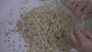 Making Mung Bean Sprouts - Brown Paper Bag, Paper Towels, Plastic Colander & Conainer, Cloth P3/3