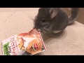 にんじんを食べるチンチラ Chinchilla eating Timothy