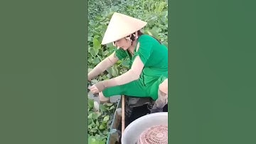 Cắm câu cá lóc mùa nước nổi tập 108 #xuhuong #xuhuongyoutube #321shorts #shorts