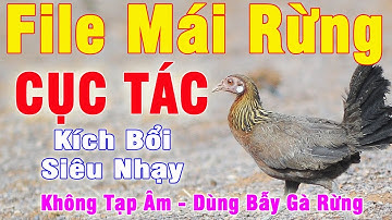 File Mái Rừng Cục Tác Kích Bổi Siêu Nhạy, Dùng Cho Loa Bẫy | Tiếng Gà Mái Rừng Mồi | 92 Vlog