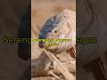 BAL PORSUĞUNU KENDİSİNDEN DİNLEYİN#abone ol #Bal porsuğu #edit #paylaş #belgesel #wildlife