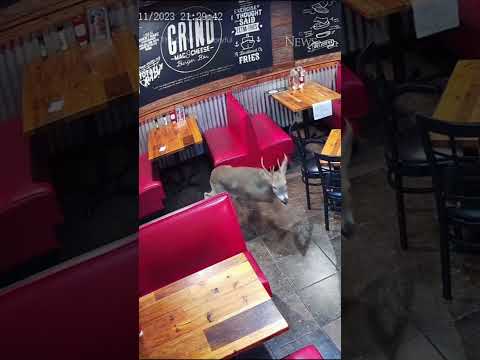 Deer smashes through restaurant window