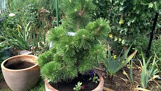 Repotting Pinus Thunbergii Yatsubusa dwarf Japanese black pine tree also showing my new roses
