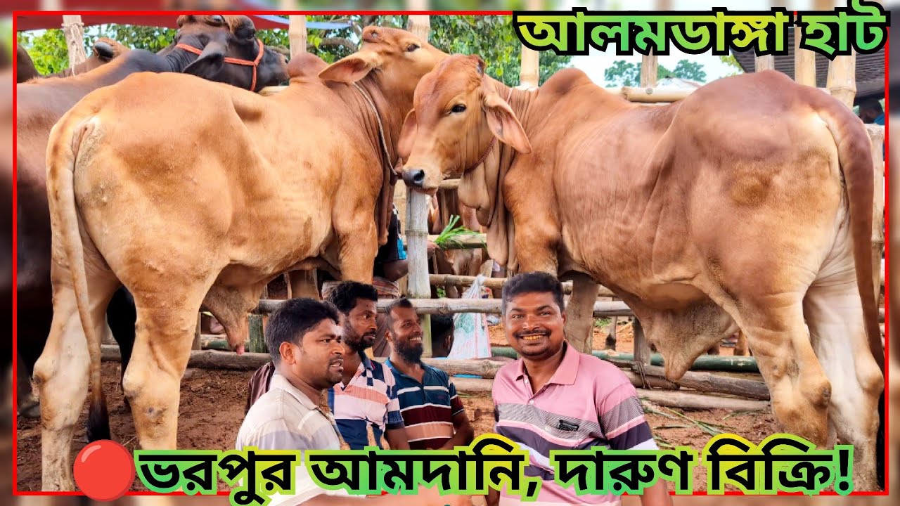 আলমডাঙ্গা হাটে ক্রেতাদের উপচে পড়া ভিড়! সেরা দামে গরু কিনে হাসিমুখে ফেরা! 😊#cowprice 