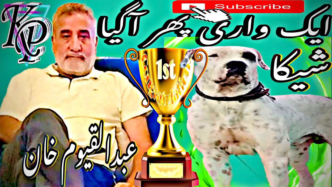 لو جی آگیا میدان مے ایک واری پھر شیکا سردار عبدالقیوم خان والا ||     PAKISTANI KING 👑 SHEEKA KUTTA