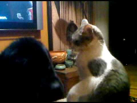 Funny Newfoundland Dog and Cat - getting a 'bath' - YouTube
