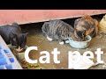 Cat pet