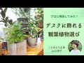 【インテリアグリーン】デスクに飾る小さな観葉植物選び【ナチュラルインテリア】