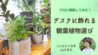 【インテリアグリーン】デスクに飾る小さな観葉植物選び【ナチュラルインテリア】