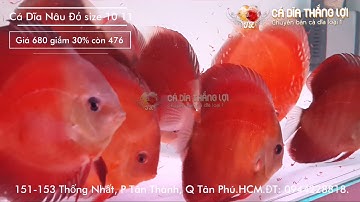 Cá Dĩa NÂU ĐỎ  | Cá Dĩa Thắng Lợi | Discus fish vietnam