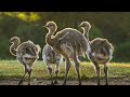 Alianzas para conservar el Ñandú en Patagonia