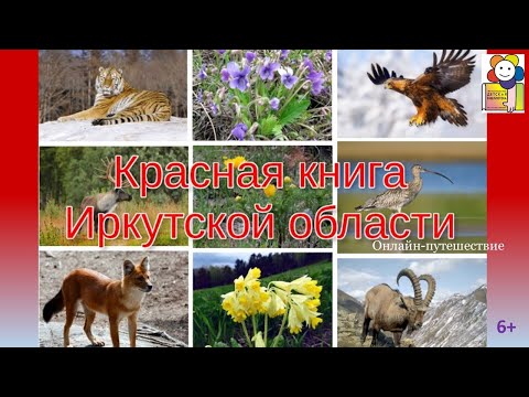 Красная книга Иркутской области. Онлайн-путешествие