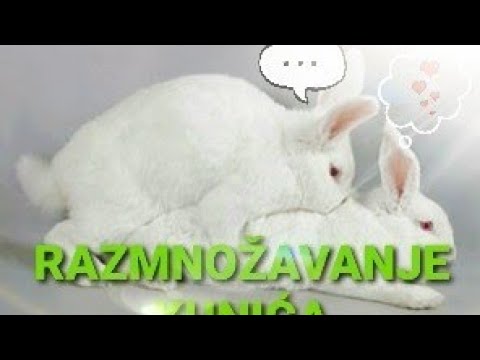 Video: Koliko veliki postaju zečevi?