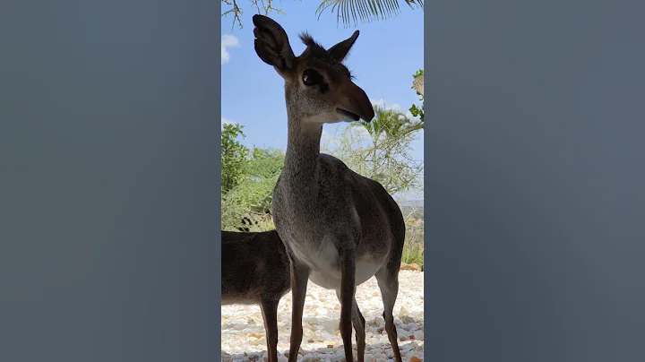 Dikdik smallest antelope