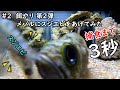 【第65話　飼育編（メバル）】　#２　スジエビをあげてみた編