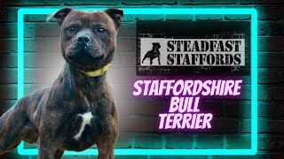 Staffordshire Bull Terriers  Brian Austin from Steadfast Staffords