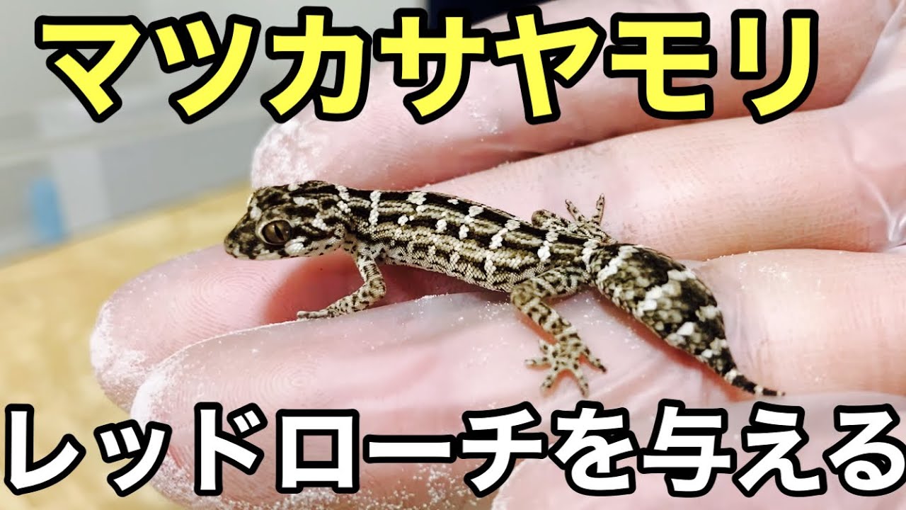 マツカサヤモリにレッドローチを与える 爬虫類 小型ヤモリ Youtube マツカサヤモリにレッドローチを与える 爬虫類 小型ヤモリ Youtube