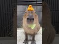 もぐもぐ🥬 #shorts #capybara